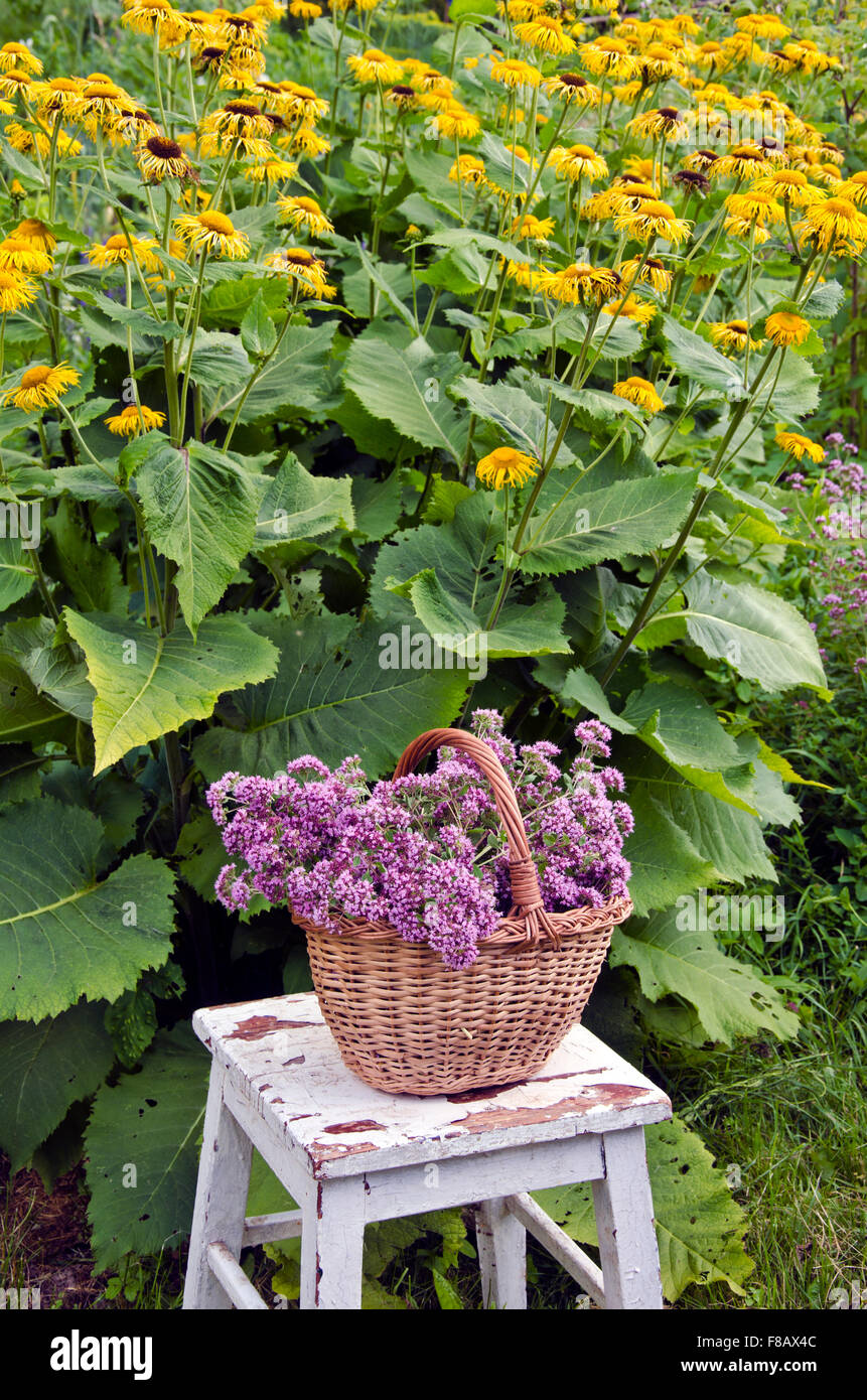 Oreganum fraîchement cueillis dans le jardin en plus portrait guérir Banque D'Images