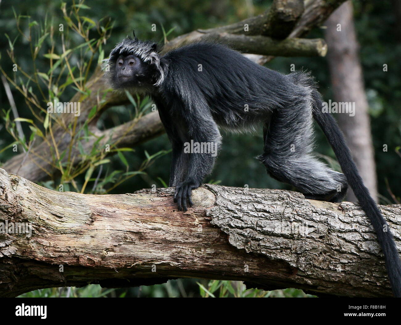 Variété noire de l'Ebony langur de Java Lutung ou singe (Trachypithecus auratus), une femelle Banque D'Images