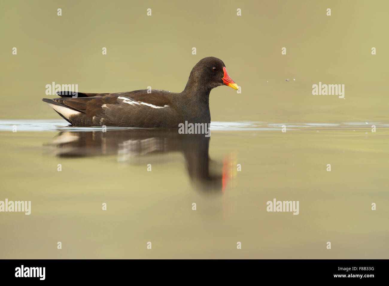 Commune Moorhen / Teichralle / Teichhuhn ( Gallinula chloropus ) nage sur de belles eaux colorées, faune, Europe. Banque D'Images