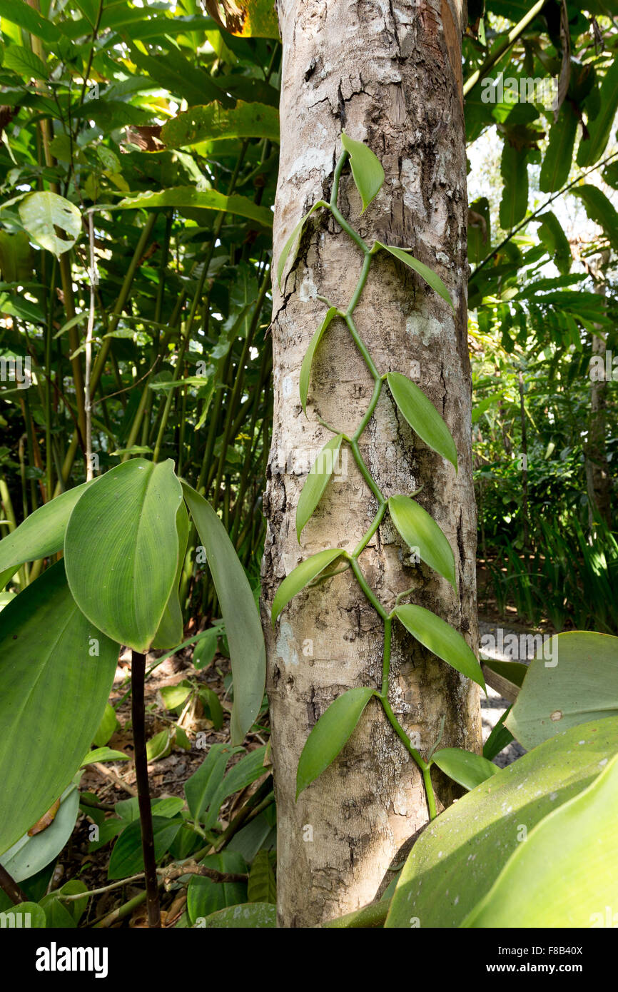 La Vanille fraîche les feuilles des arbres, le Vanila est tous les  ingrédients plus de dessert. Bali, Indonésie Photo Stock - Alamy
