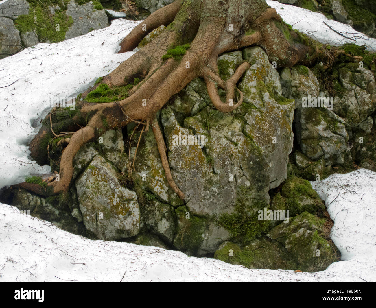 Österreich, Niederösterreich, bei Lackenhof am Ötscher, Baumwurzel in Steinen Banque D'Images