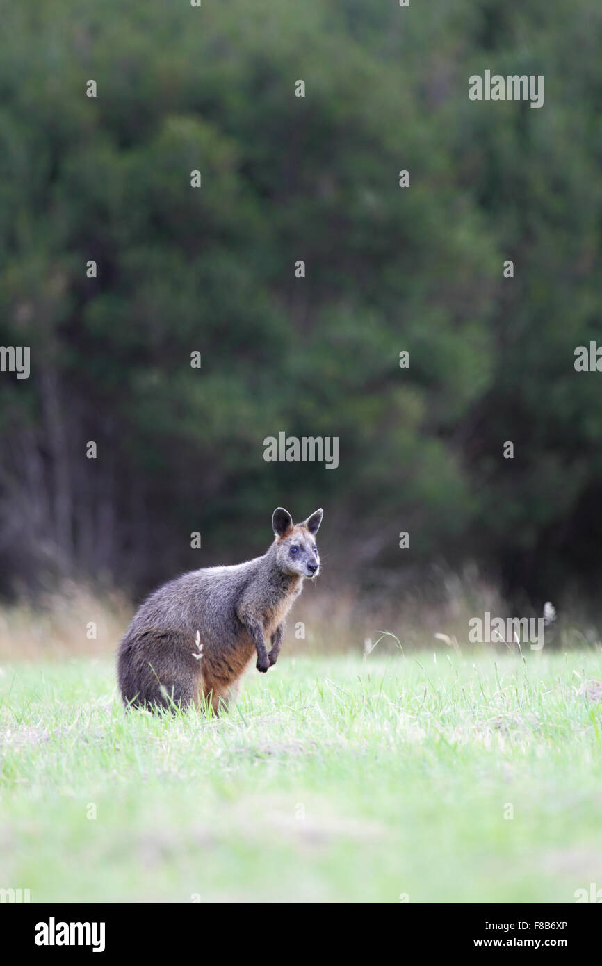 Swamp Wallaby (Wallabia bicolor) assis sur un pré sur Phillip Island, Victoria, Australie. Banque D'Images