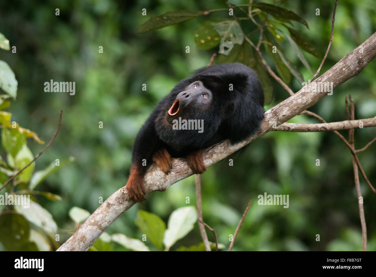 Un singe Howler (Alouatta belzeubul) de Floresta Nacional de Carajás, Brésil Banque D'Images