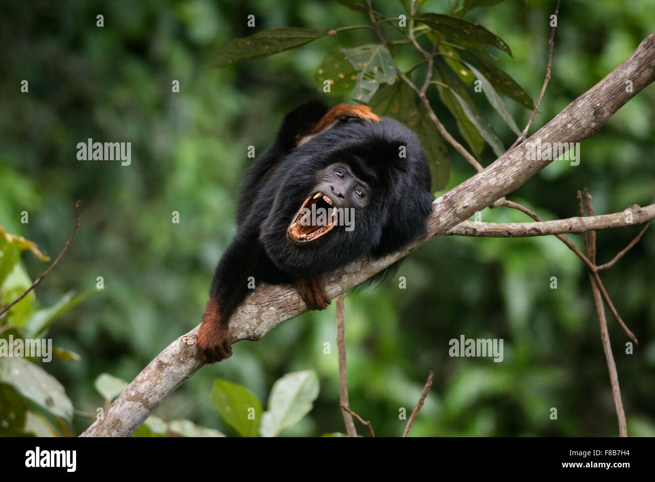 Un singe Howler (Alouatta belzeubul) de Floresta Nacional de Carajás Banque D'Images