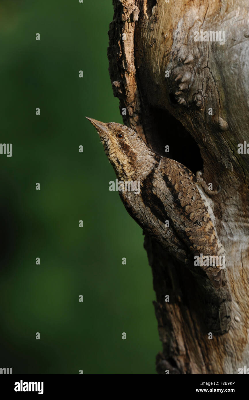 / Wendehals eurasienne fourmilier Jynx torquilla ( ) est situé en face de son trou de nidification, revient sur son épaule pour la sécurité. Banque D'Images