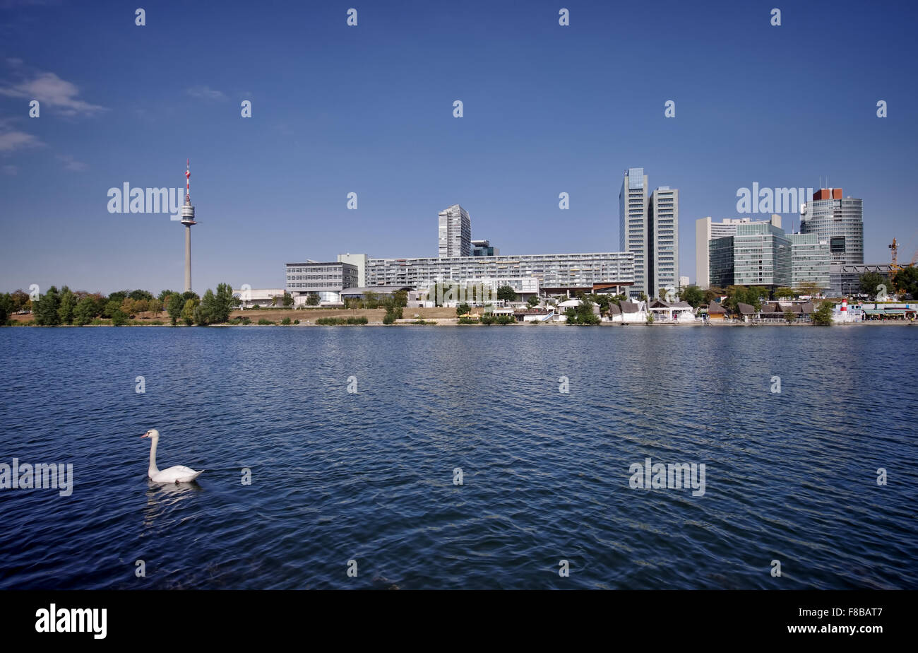 Cygne sur le Danube à Vienne Banque D'Images