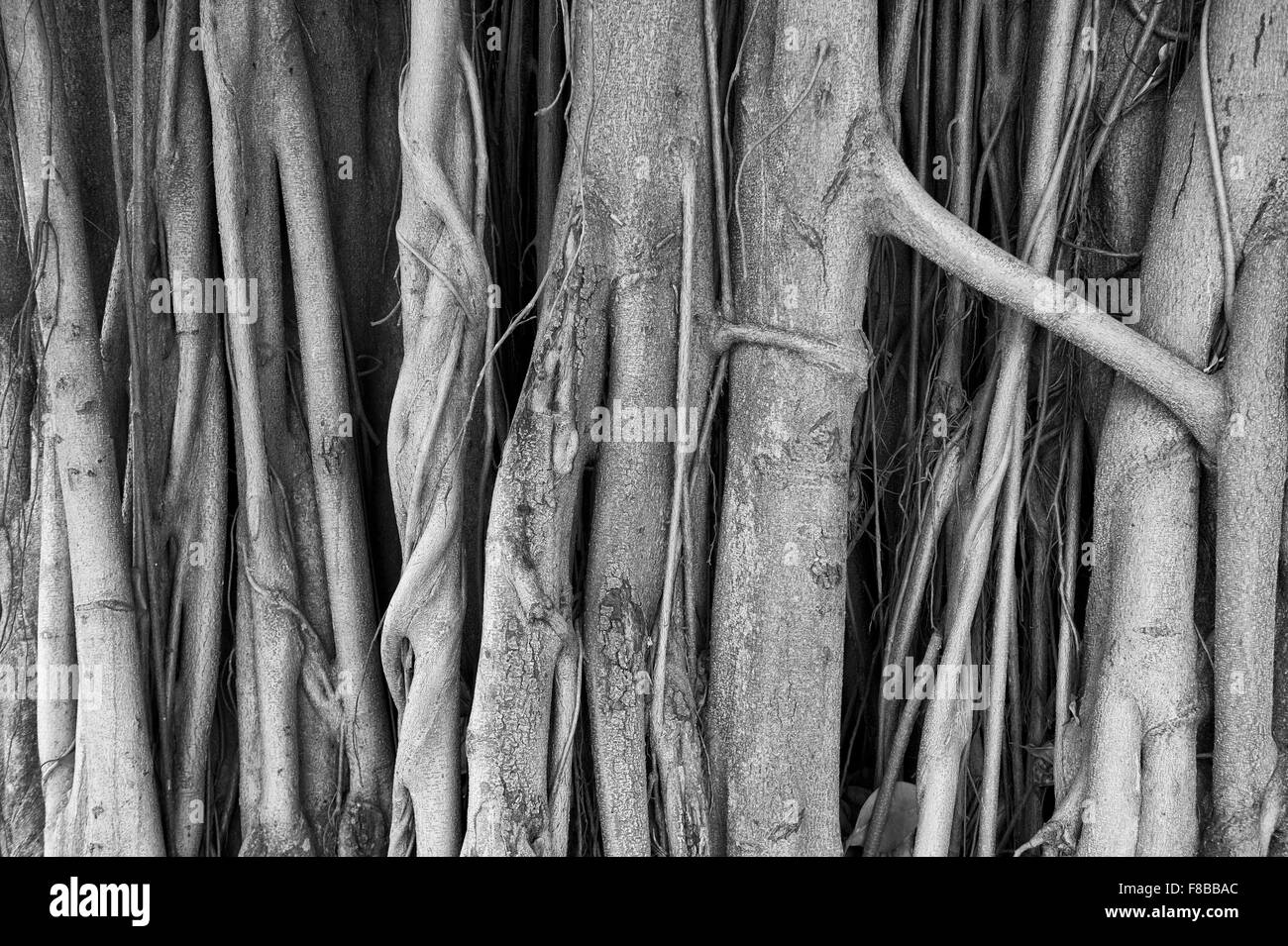 Brazilian strangler fig Banyan Tree racines dans un close-up noir et blanc monochromatique abstract background Banque D'Images