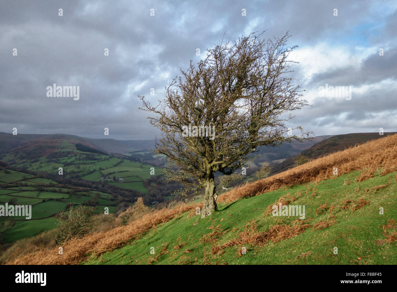 Un arbre d'aubépine solitaire au-dessus du village de Llanbedr près de Crickhowell, Powys, Wales, UK, dans les Montagnes Noires. Banque D'Images