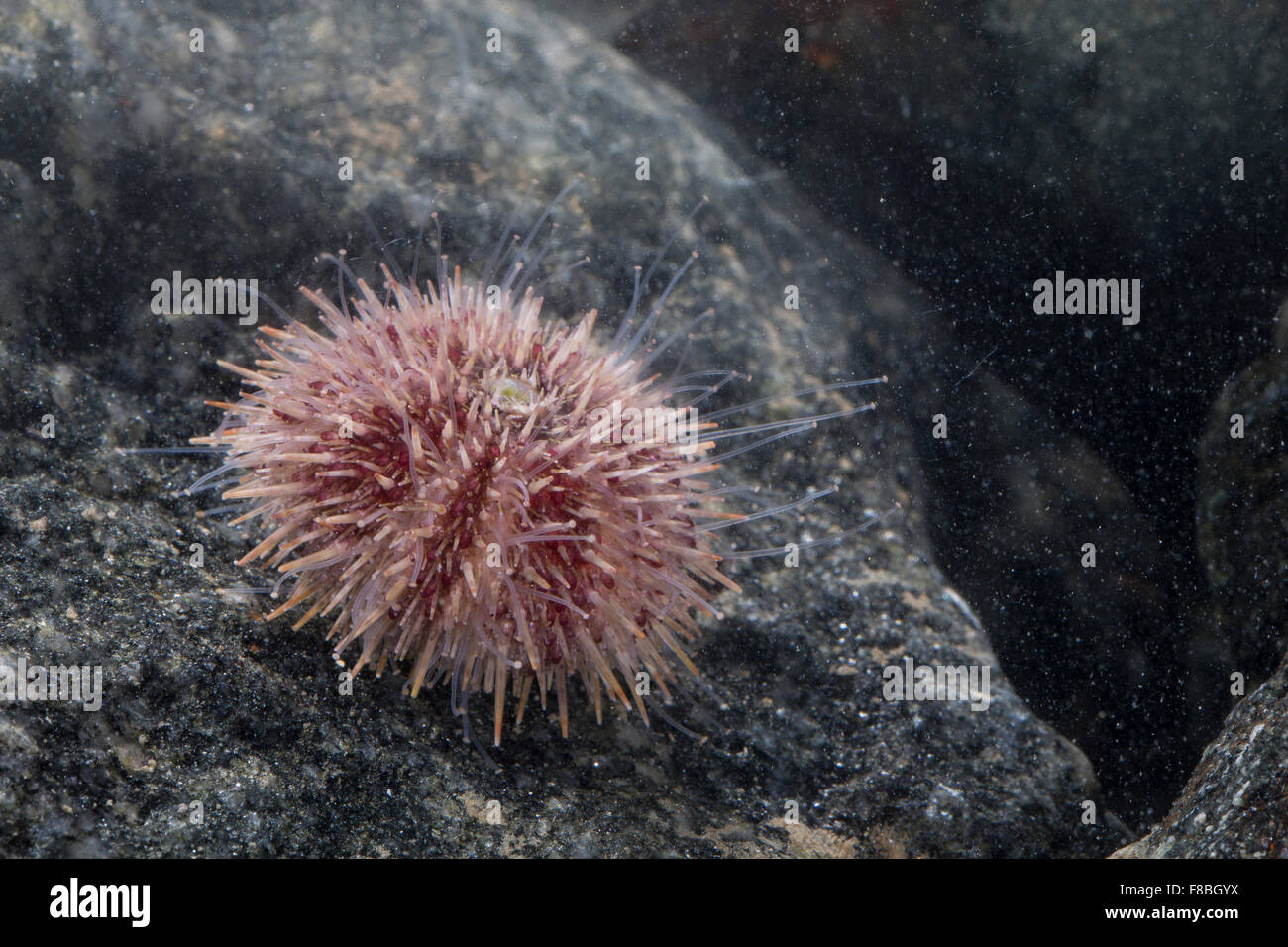 L'oursin vert, le nord de l'oursin, Rundstacheliger Rundstachliger, Seeigel Seeigel, Strongylocentrotus droebachiensis Banque D'Images