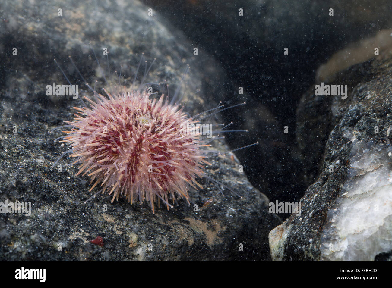 L'oursin vert, le nord de l'oursin, Rundstacheliger Rundstachliger, Seeigel Seeigel, Strongylocentrotus droebachiensis Banque D'Images