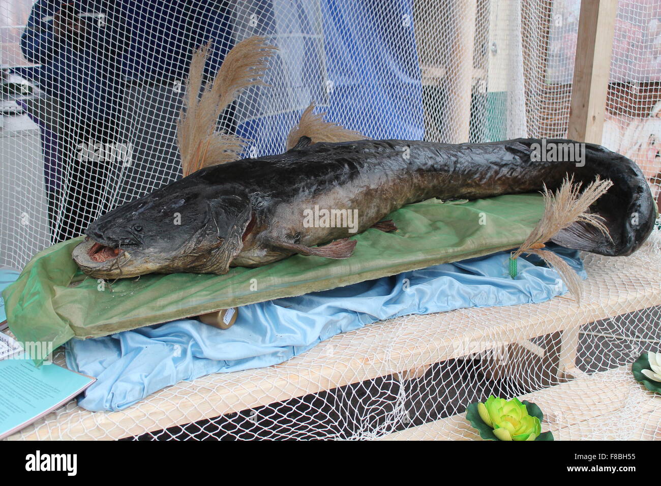 Big size appétissant poisson jeter sur net se préparent à cuire Banque D'Images