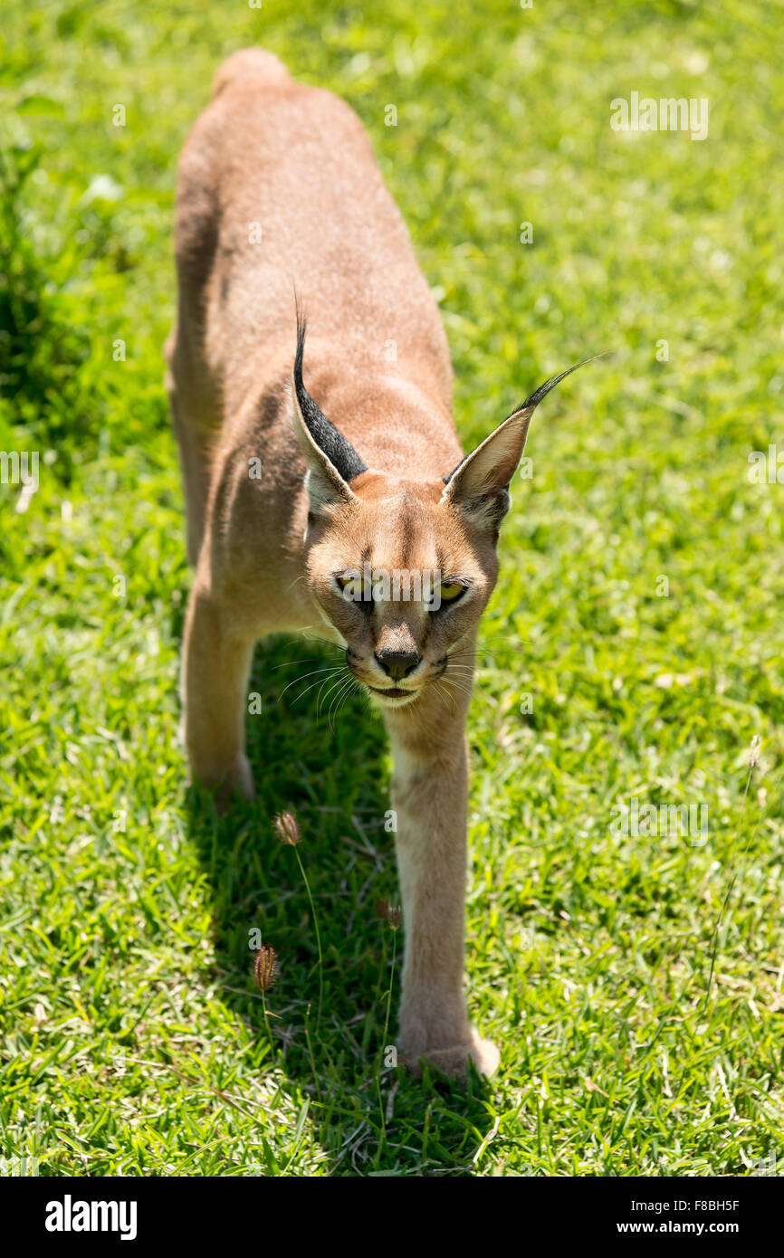 Caracal (Caracal caracal), l'âge de 18 mois Banque D'Images
