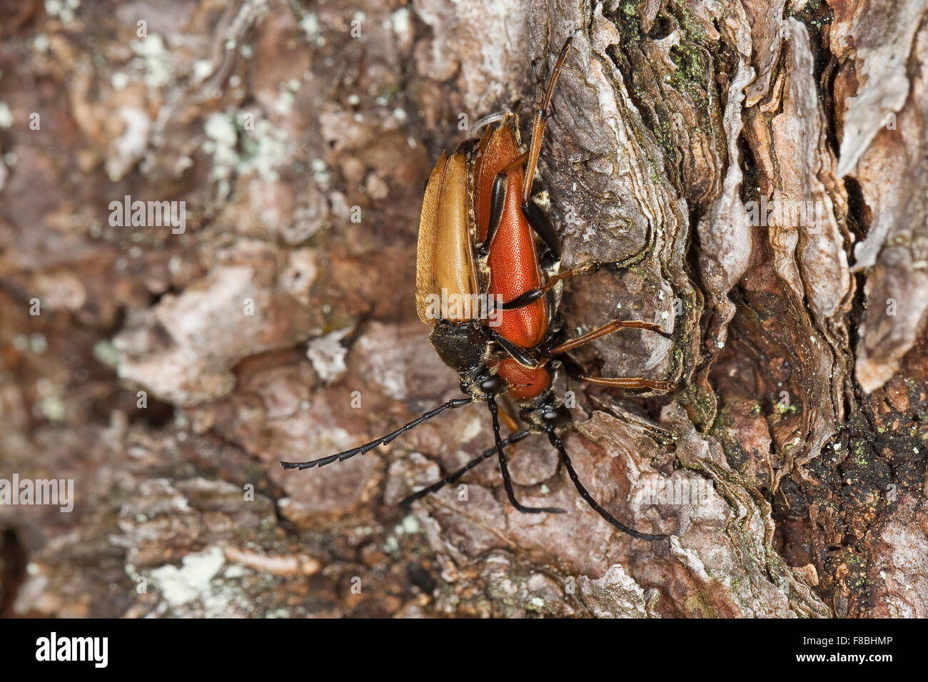 Le longicorne rouge, Rothalsbock Rot-Halsbock Halsbock,, Roter, Paarung, Corymbia rubra, Leptura rubra Stictoleptura rubra, Banque D'Images