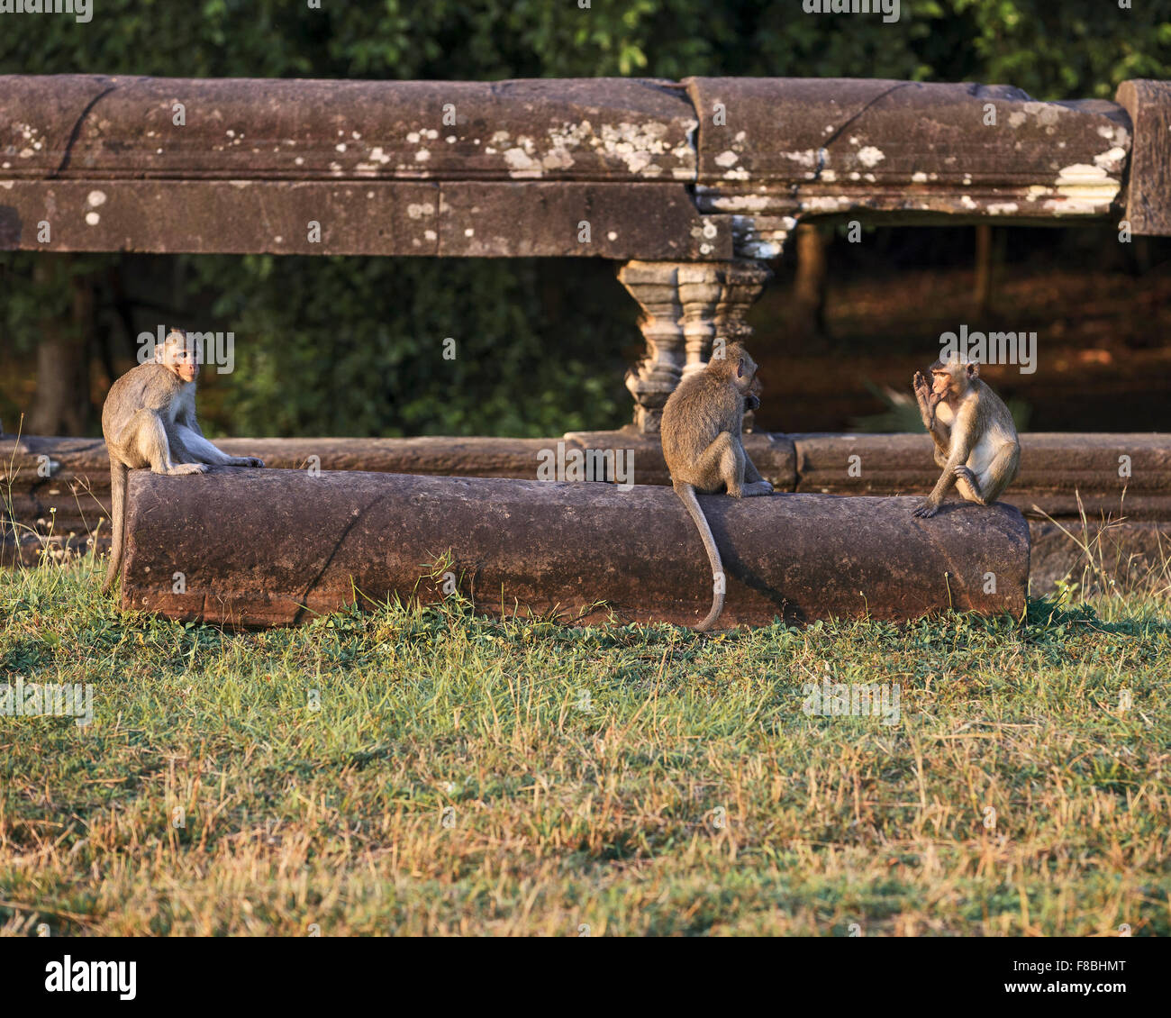 Portrait des trois singes Banque D'Images