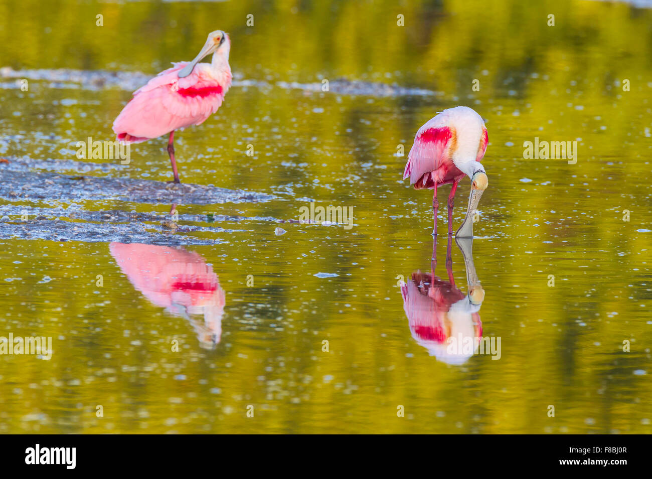 (Ajaia ajaja Dougall spatules), reflet dans l'eau, JN 'Ding' Darling National Wildlife Refuge, Sanibel Island, Floride, USA Banque D'Images