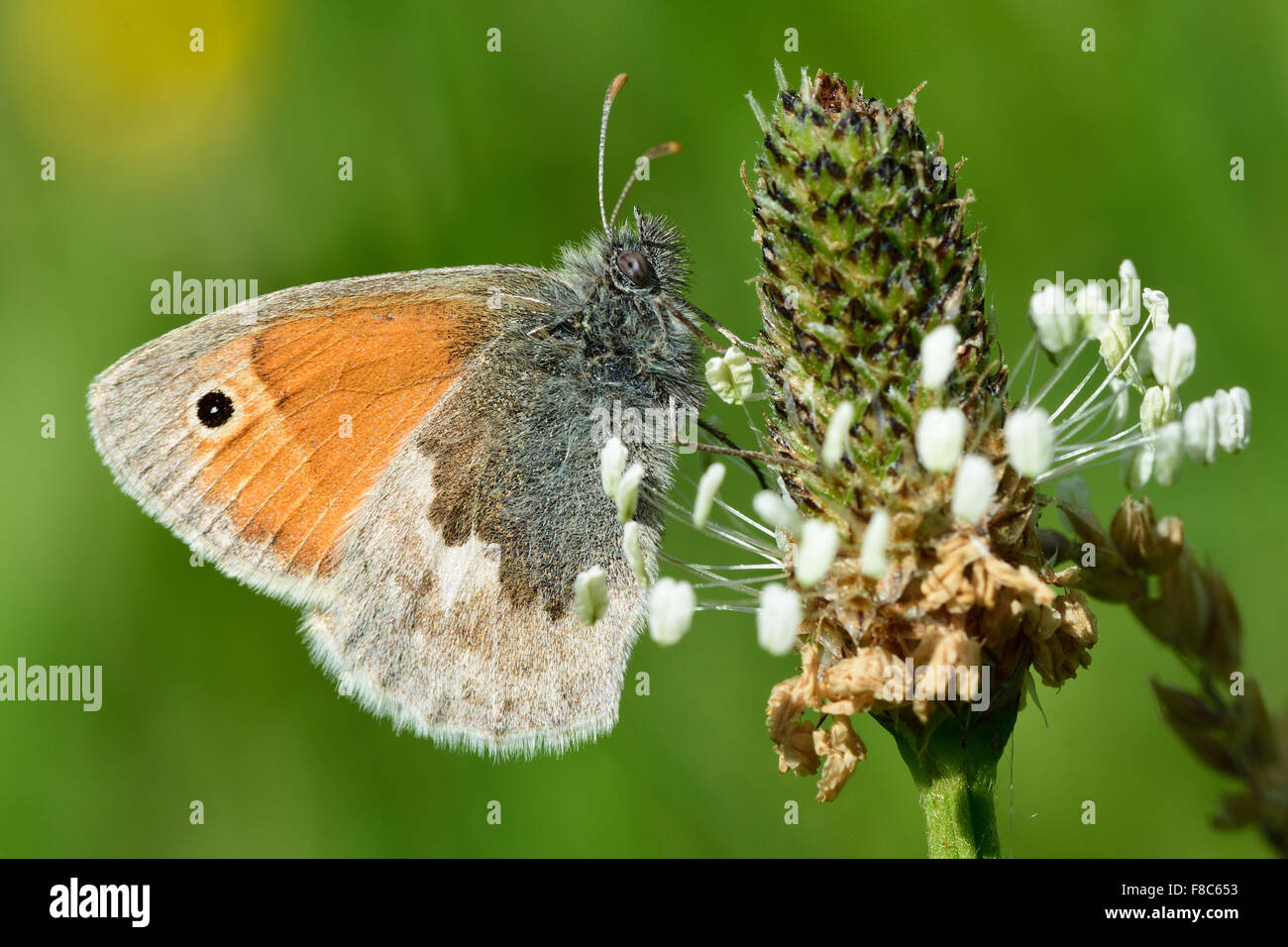 Papillon Small Heath (Coenonympha pamphilus) nectar sur le plantain Banque D'Images