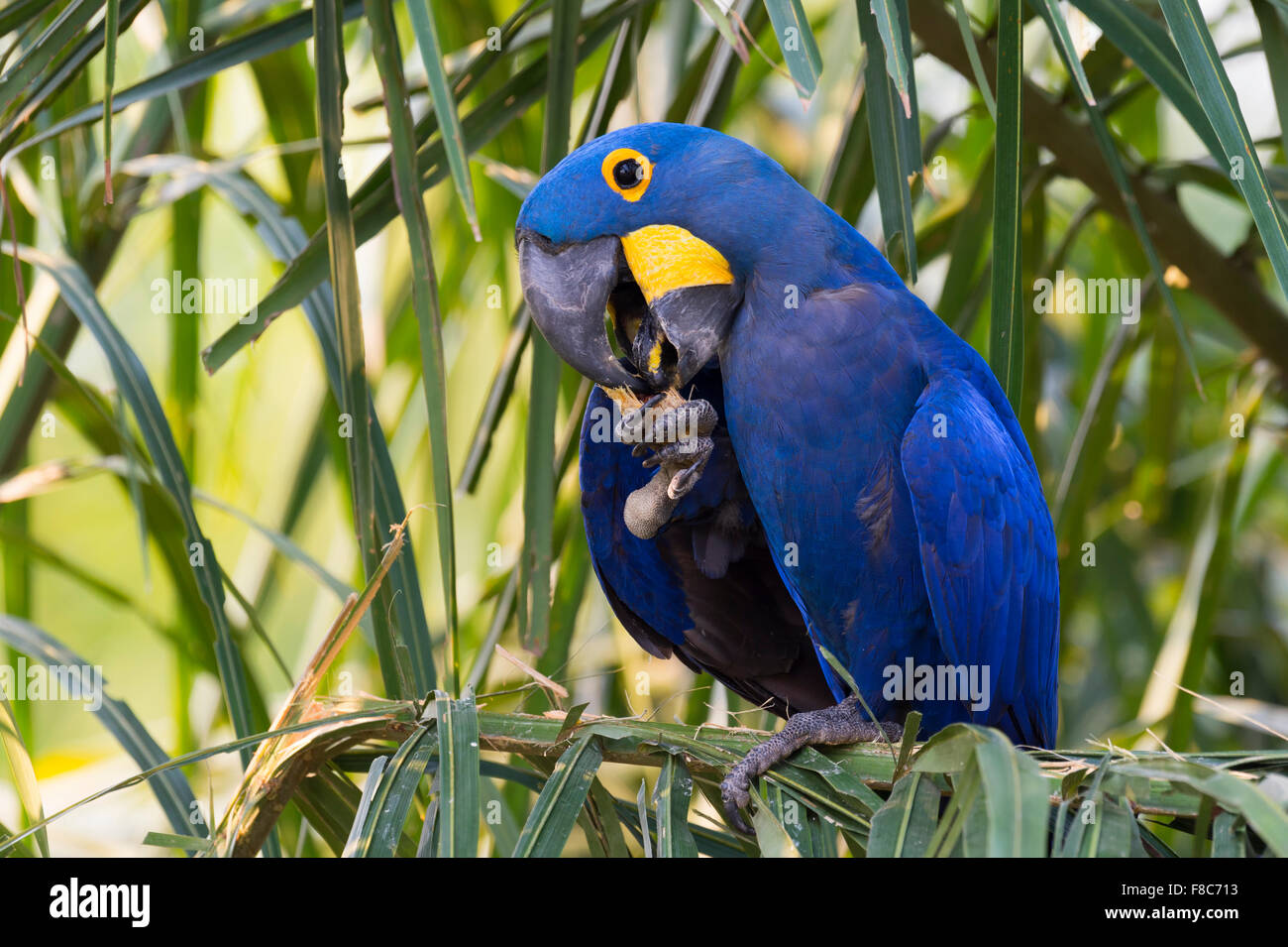 Anodorhynchus hyacinthinus Hyacinth Macaw (manger) écrous, Pantanal, Mato Grosso, Brésil Banque D'Images