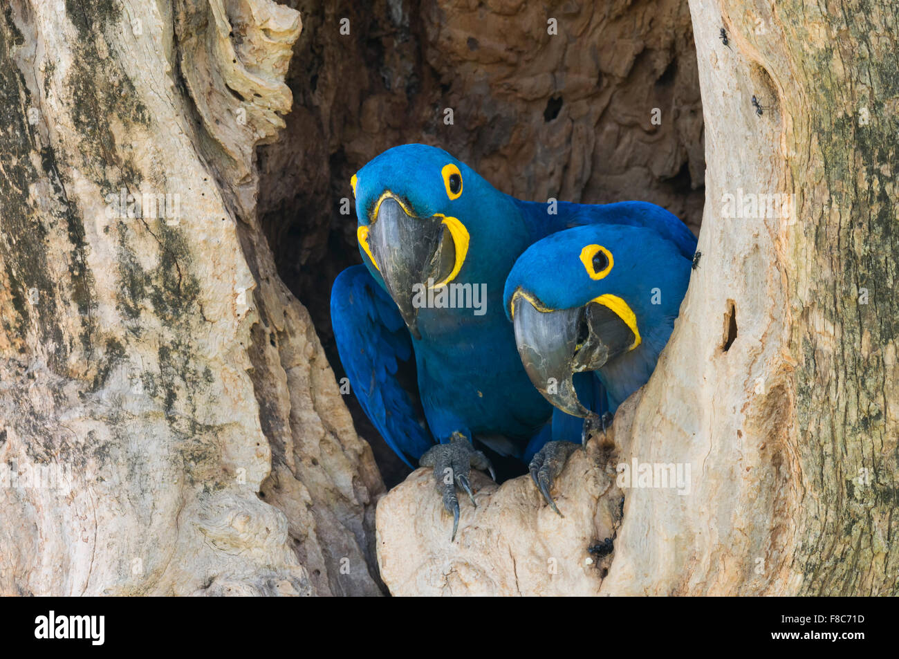 Couple d'Anodorhynchus hyacinthinus Hyacinth Macaws (arbre) dans son nid, Pantanal, Mato Grosso, Brésil Banque D'Images