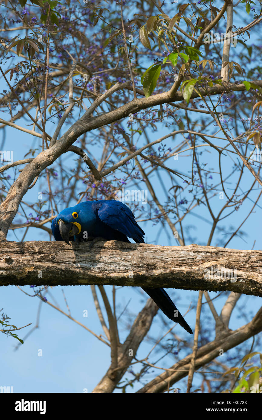Anodorhynchus hyacinthinus Hyacinth Macaw () dans un arbre, Pantanal, Mato Grosso, Brésil Banque D'Images