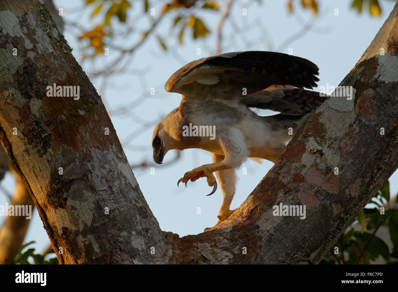 Harpie immatures (Harpia harpyia) âgée de 15 mois, Amazon, Brésil Banque D'Images