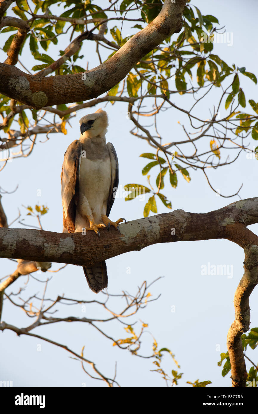 Harpie immatures (Harpia harpyia) âgée de 15 mois, Amazon, Brésil Banque D'Images