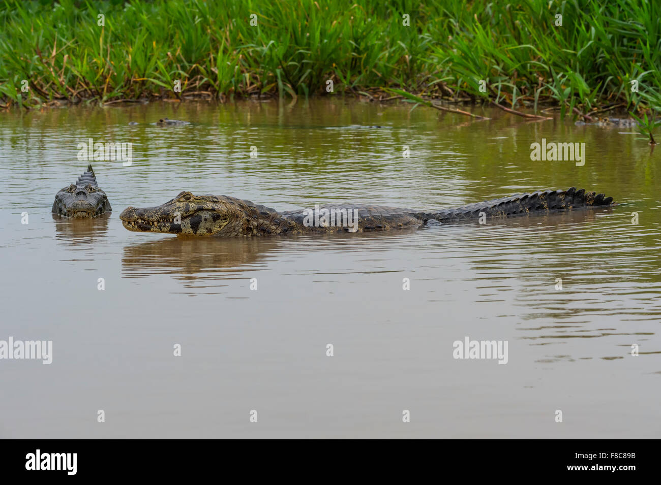 Caiman yacare (Caiman yacare), Cuiaba river, Pantanal, Brésil Banque D'Images