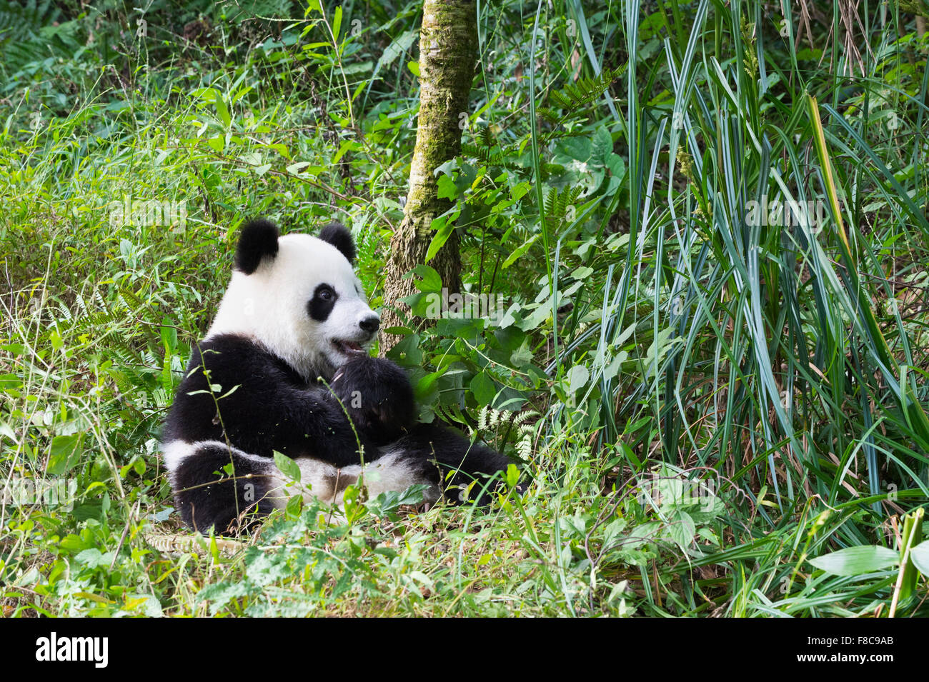 Les jeunes âgés de deux ans le panda géant (Ailuropoda melanoleuca), de la Chine et de Conservation Centre de recherche pour les pandas géants, Chengdu, Banque D'Images