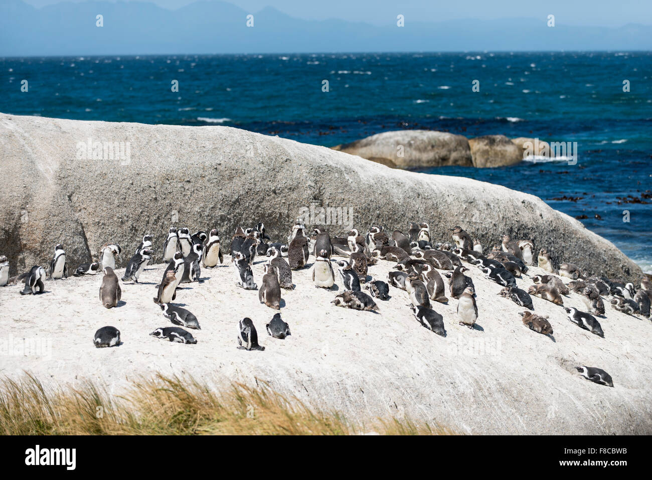 Pingouin africain Banque D'Images