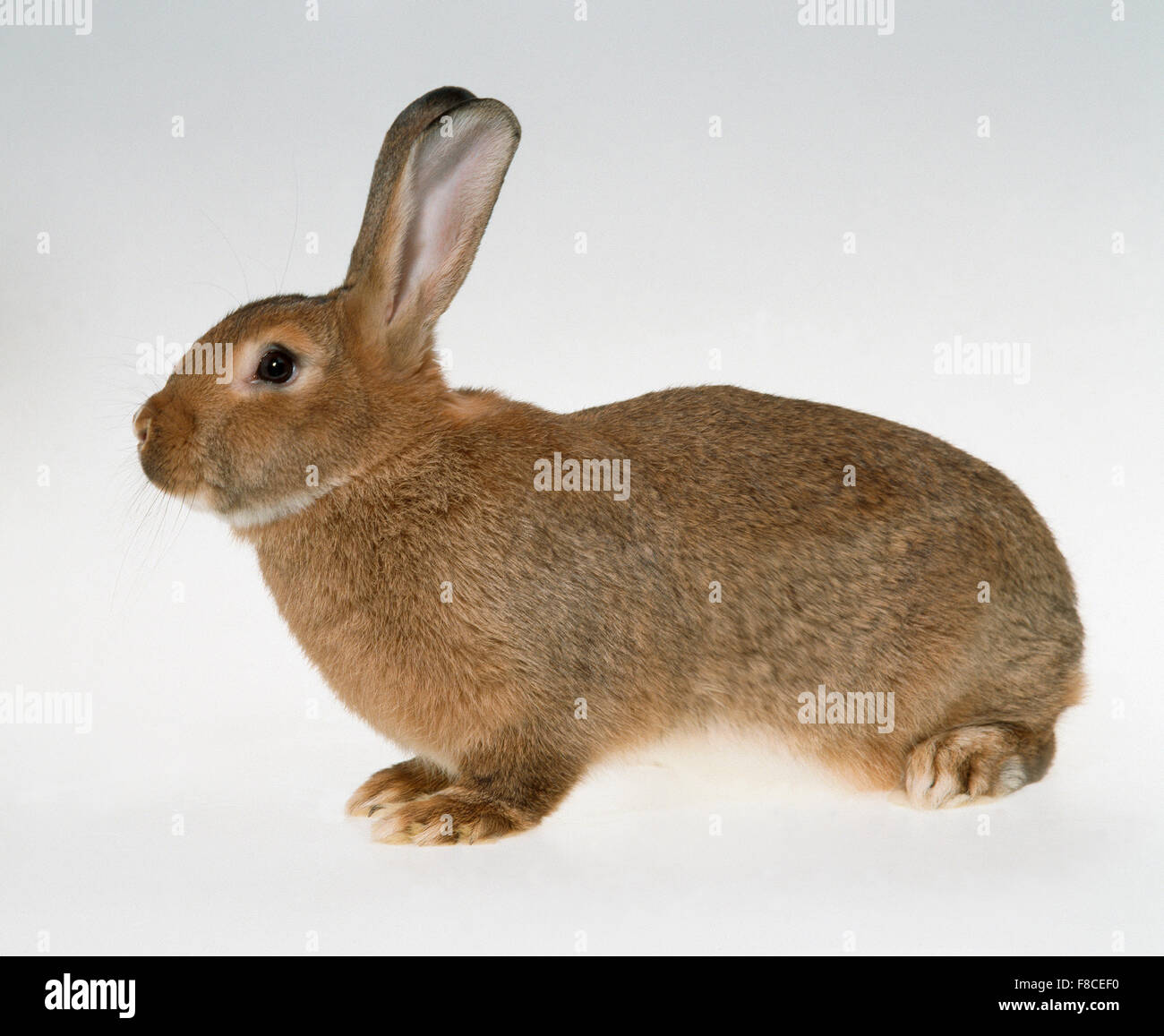 Sur un fond neutre de lapin Banque D'Images