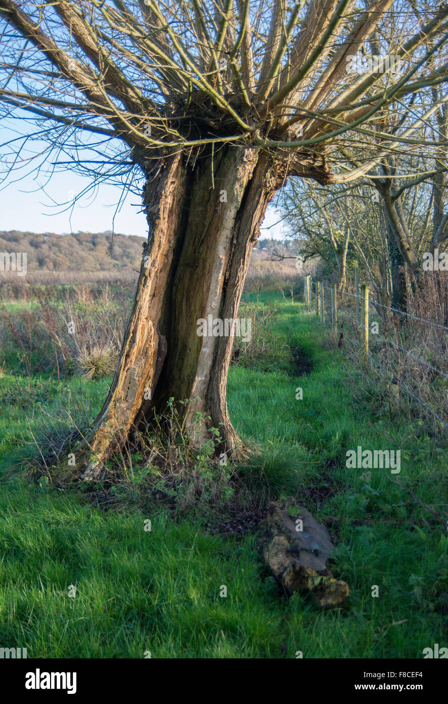 Un tronc d'arbre évidé n'empêche pas cet arbre de la prospérité. Banque D'Images