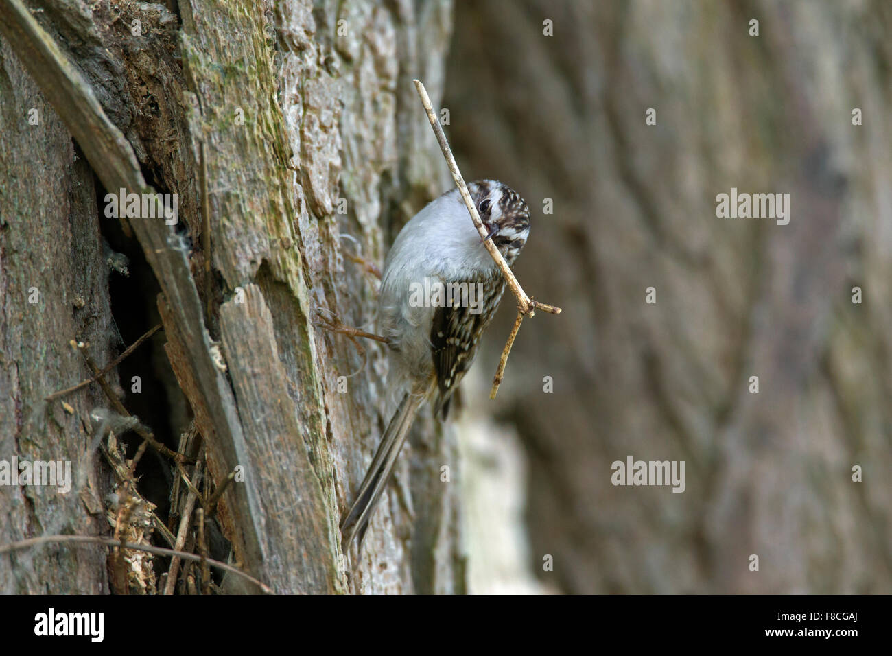 Bruant bruant commun / eurasien (Certhia familiaris) climbing tree trunk avec twig comme matériel de nidification en bec Banque D'Images