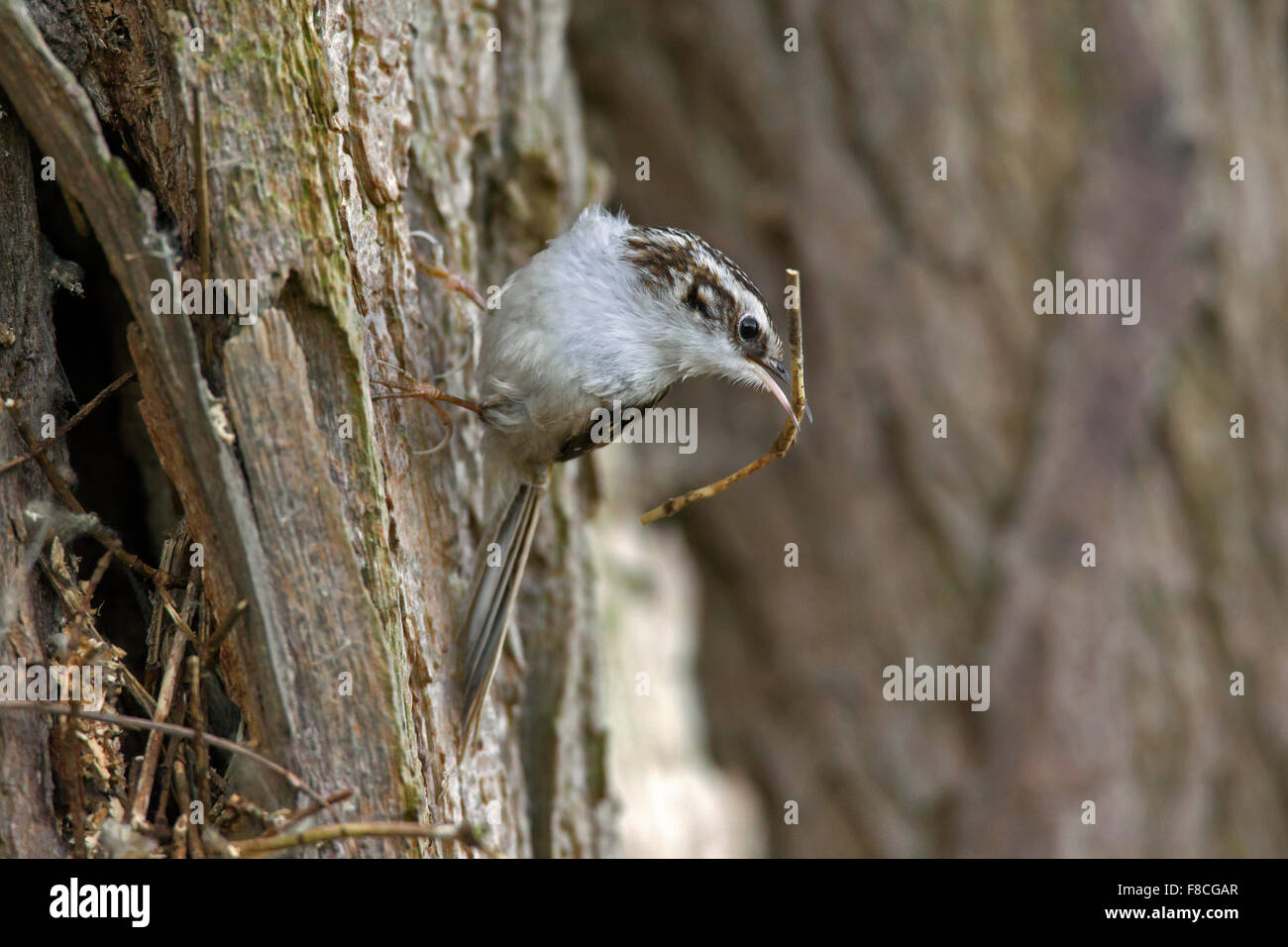 Bruant bruant commun / eurasien (Certhia familiaris) climbing tree trunk avec twig comme matériel de nidification en bec Banque D'Images