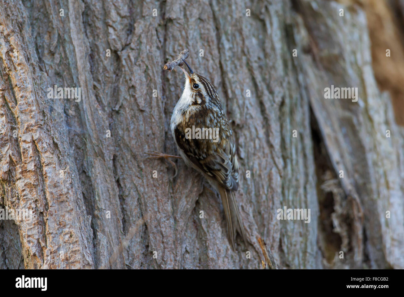Bruant bruant commun / eurasien (Certhia familiaris) climbing tree trunk avec twig comme matériel de nidification en bec Banque D'Images