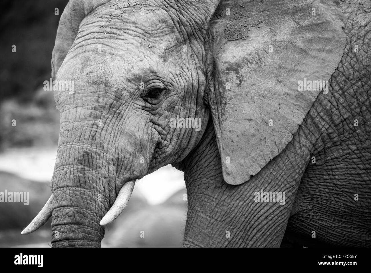Les éléphants à l'Addo Elephant Park, Afrique du Sud Banque D'Images