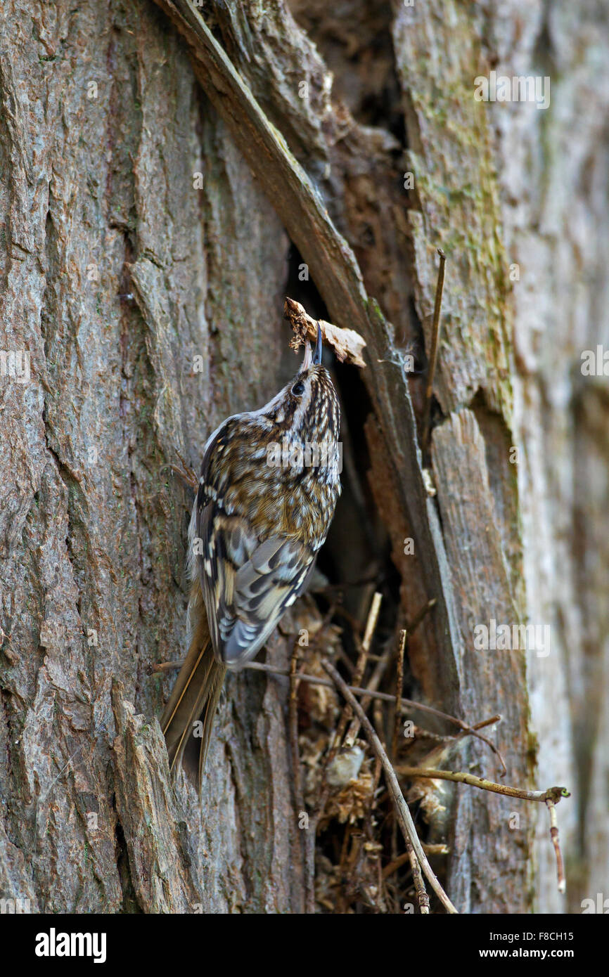 Bruant bruant commun / eurasien (Certhia familiaris) climbing tree trunk avec twig comme matériel de nidification en bec Banque D'Images