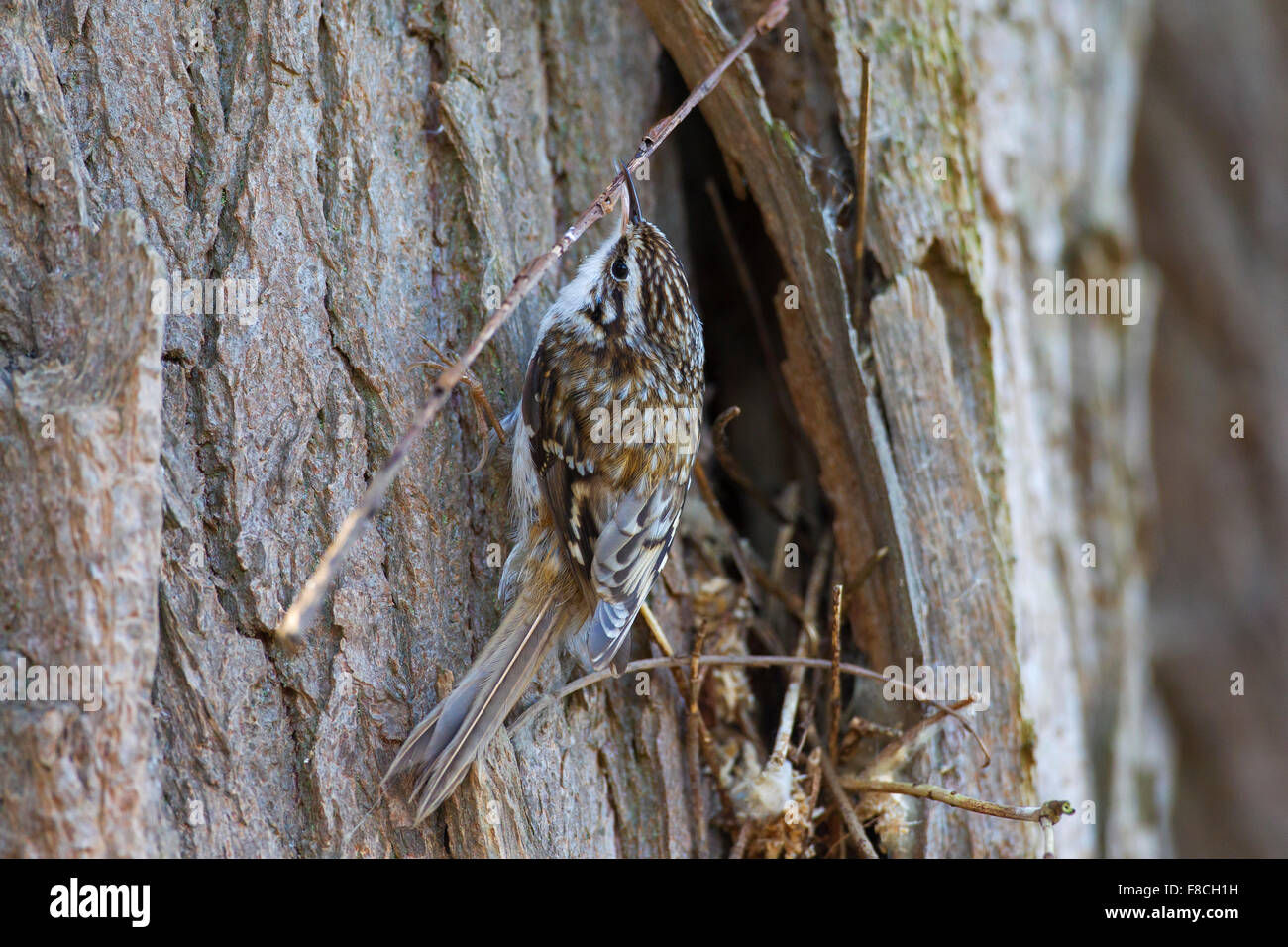 Bruant bruant commun / eurasien (Certhia familiaris) climbing tree trunk avec twig comme matériel de nidification en bec Banque D'Images