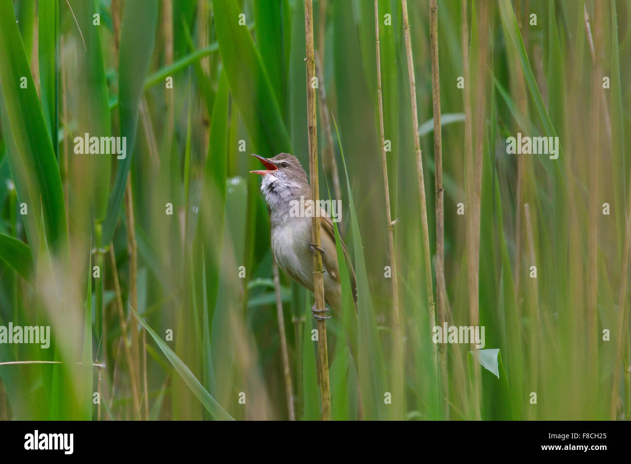 Grand reed warbler (Acrocephalus arundinaceus) mâle chantant de la tige de roseau dans la roselière au printemps Banque D'Images