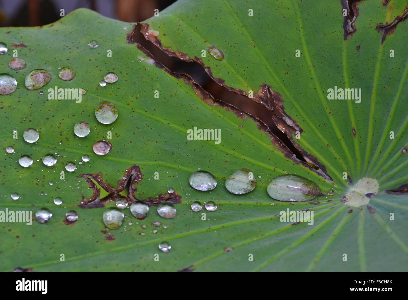 Goutte d'eau sur une grande feuille de lotus. L'écoulement d'eau sur le vert grand culot résumé aucun arrière-plan arrière-plan présentation mise au point sélective Banque D'Images