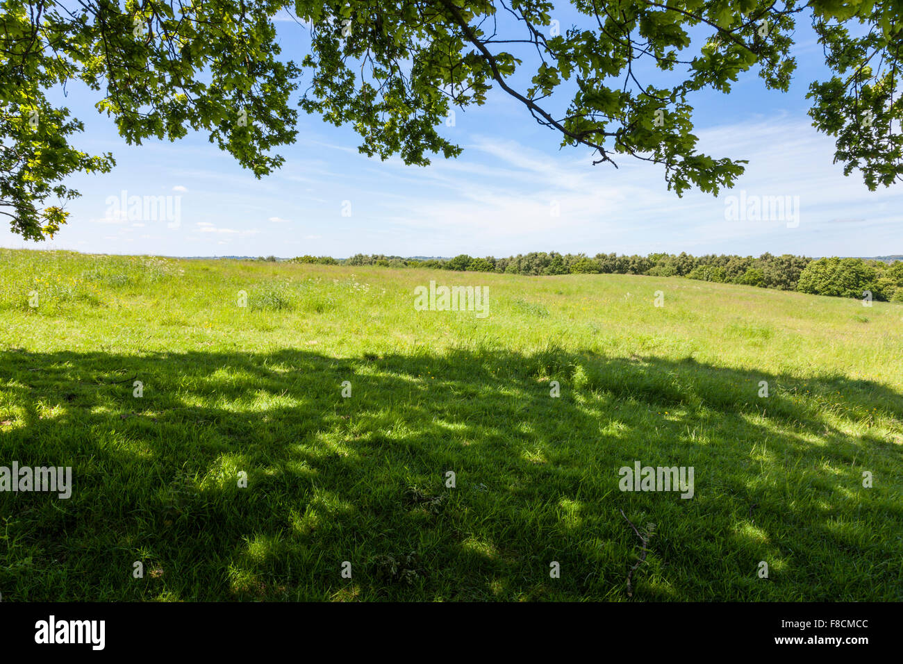 Vue générale d'un champ et arbres dans la campagne anglaise en été vu de l'ombre sous un arbre en surplomb, Lancashire, England, UK Banque D'Images