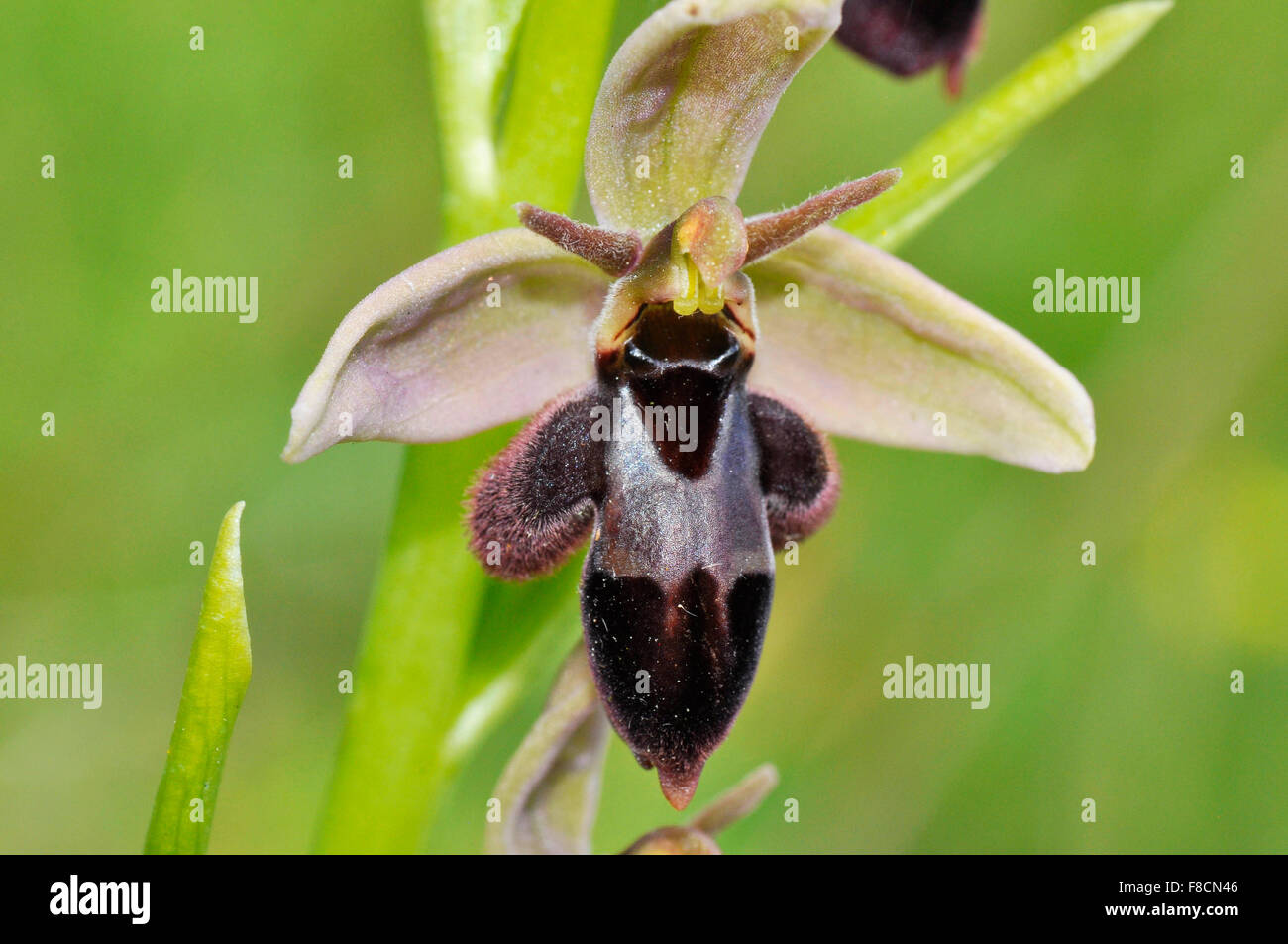 Bee Fly Orchidée hybride ; petit ours ; l'apparence d'un sol riche en calcium ; des routes. Banque D'Images