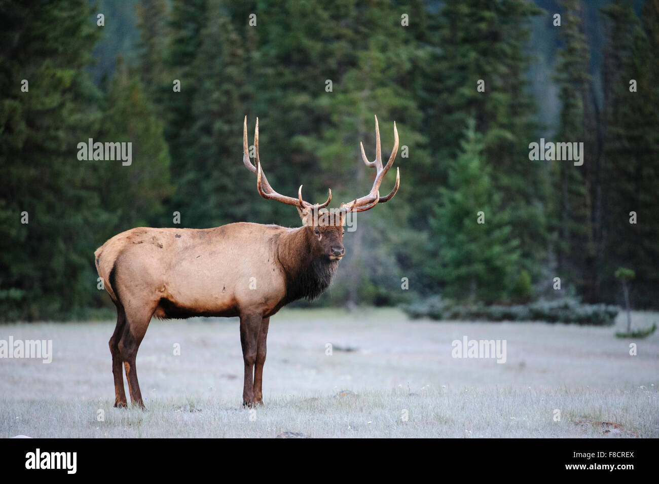 Les Wapitis (Cervus elaphus canadensis), Montagnes Rocheuses Banque D'Images