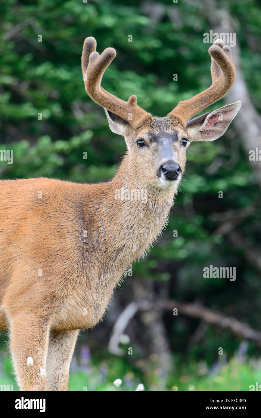 Buck du Cerf à queue noire (Odocoileus hemionus columbianus), Pacific Northwest Banque D'Images