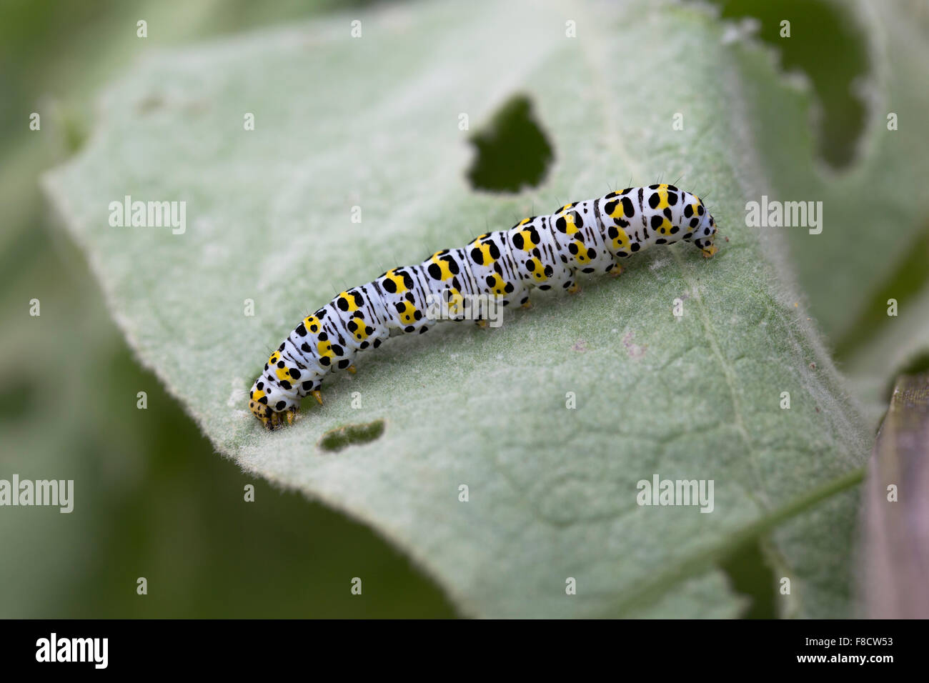 Mullein Moth ; Shargacucullia verbasci Caterpillar seul sur des feuilles de Molène, Cornwall, UK Banque D'Images