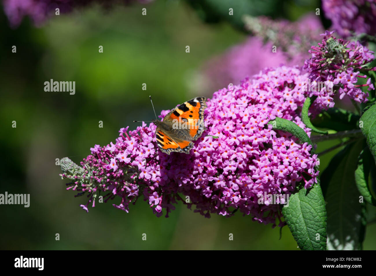 Papillon sur fleur rose vert violet bokeh d'été buddleia jardin Banque D'Images