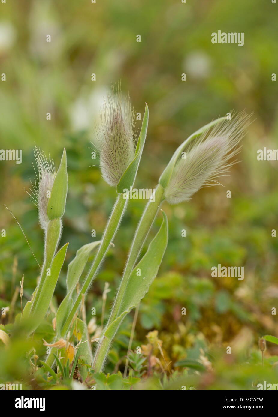 Hare's tail-herbe, Lagurus ovatus, en fleurs sur les dunes de sable, Cherbourg. Banque D'Images