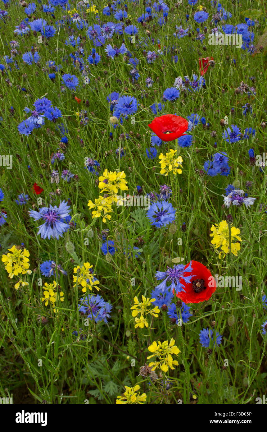 Champ de mauvaises herbes, surtout le bleuet et coquelicots, avec de la moutarde blanche, de l'abondance. La Bretagne. Banque D'Images