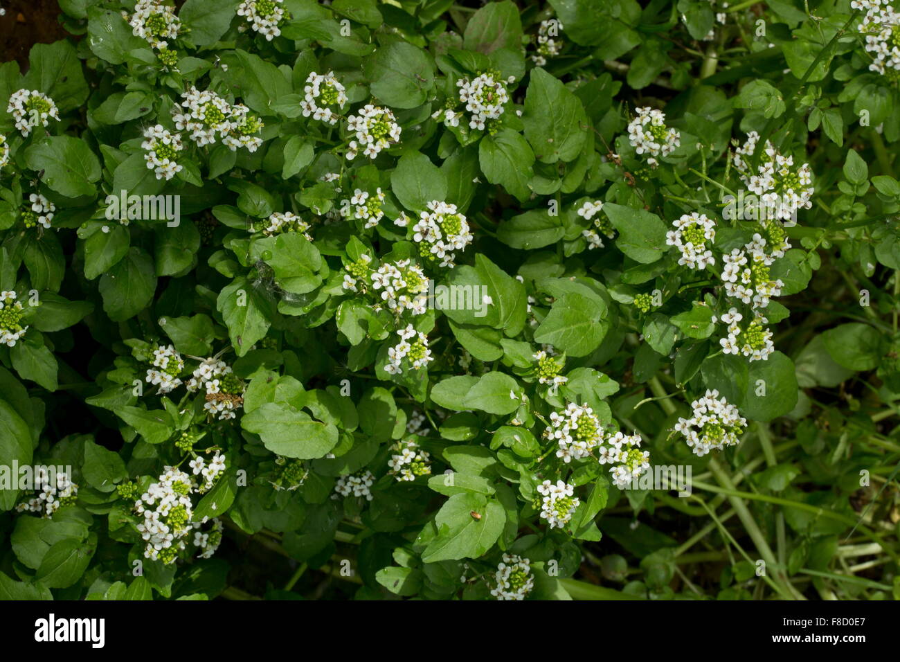 Le cresson à l'eau, Nasturtium officinale, en fleurs dans un fossé. Banque D'Images