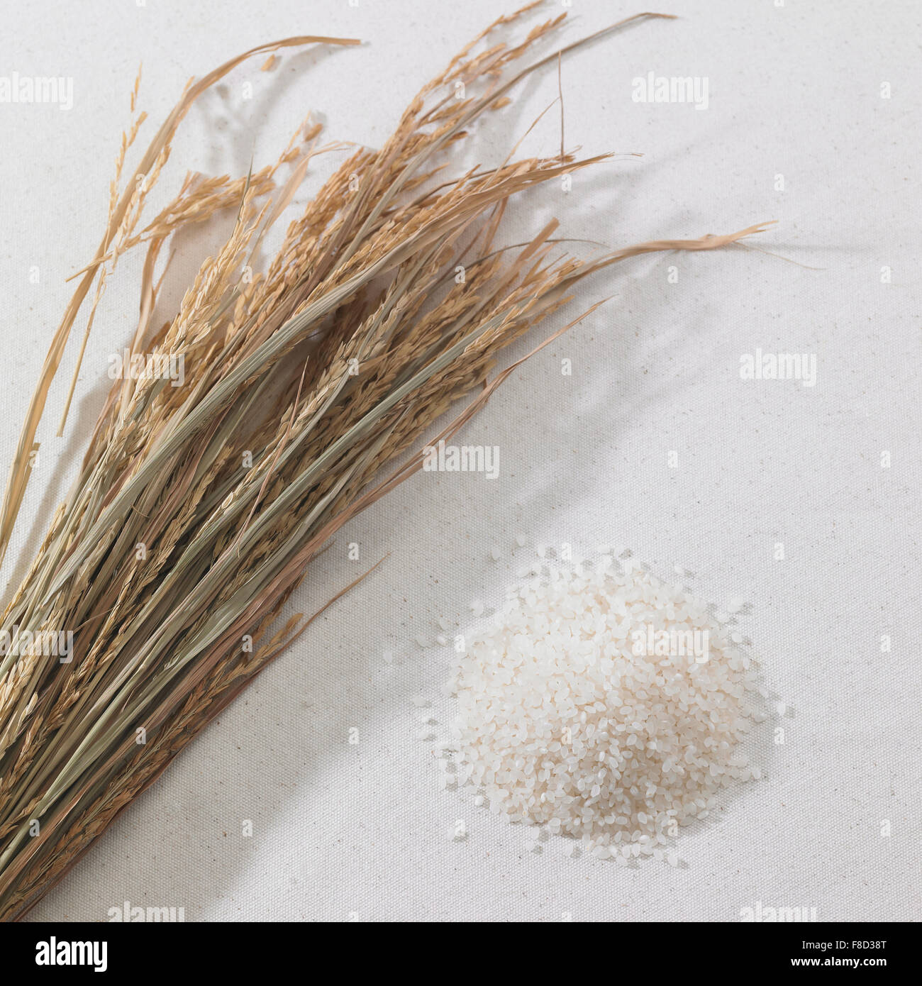 High angle de plants de riz et de grains de riz Banque D'Images