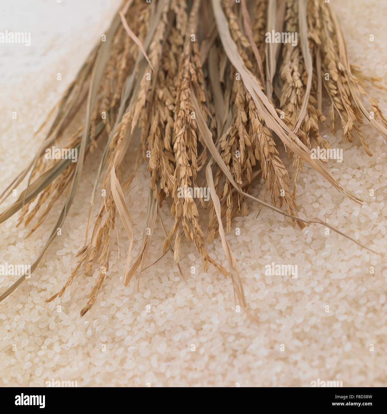 Close-up de plants de riz à grains de riz Banque D'Images