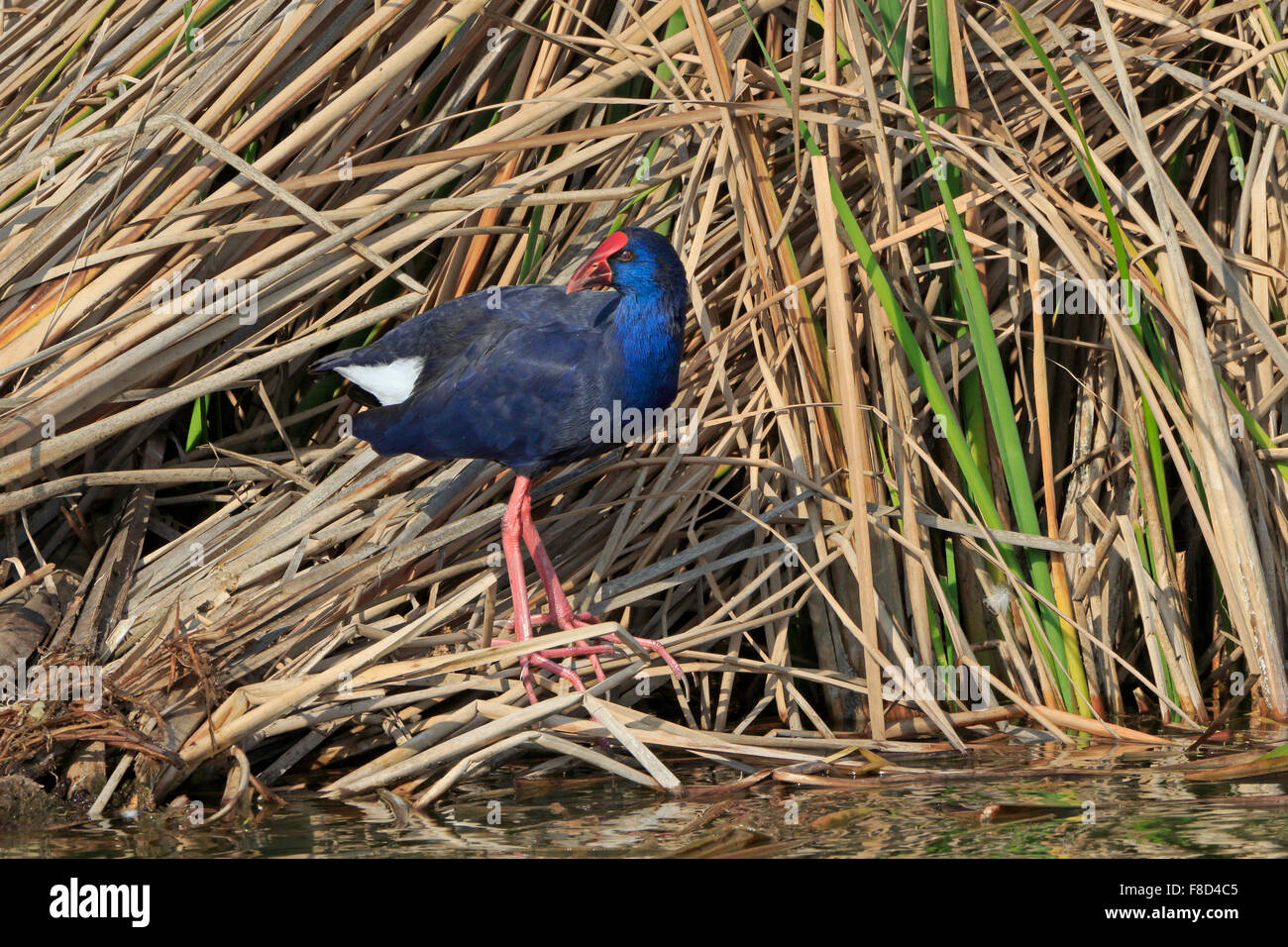 Purple Swamp-poule contre une roselière au Portugal dans l'hiver Banque D'Images